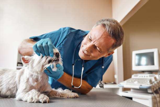 Best Weekend Emergency Dentist in La Grange Park, IL